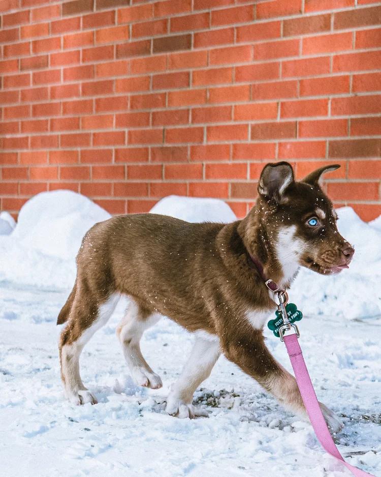 Enlarge Dune, a ADOPTABLE Husky in laval, QC image 1/3