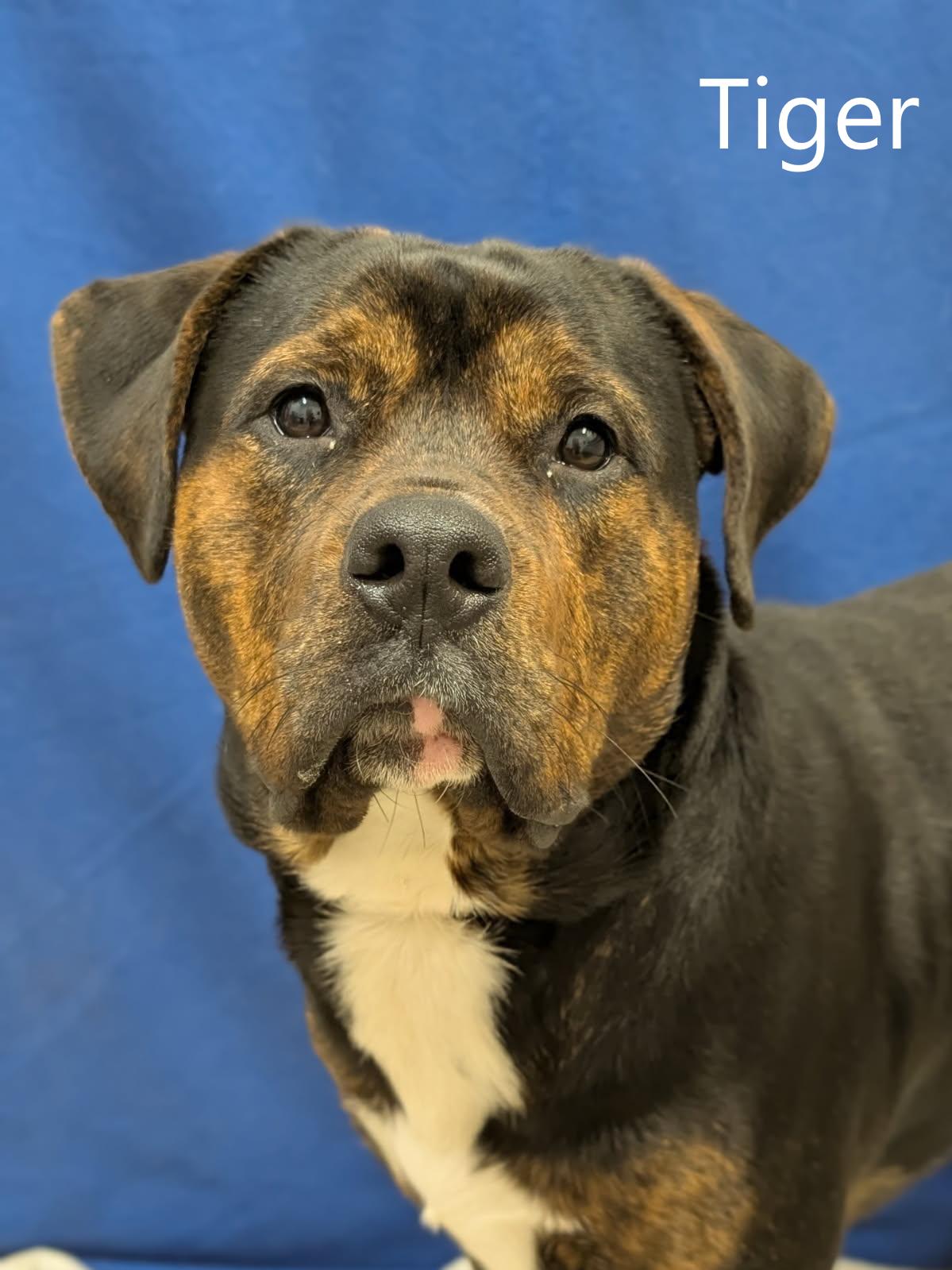 Tiger, an adopted mixed breed in Mount Vernon, OH image 1/2