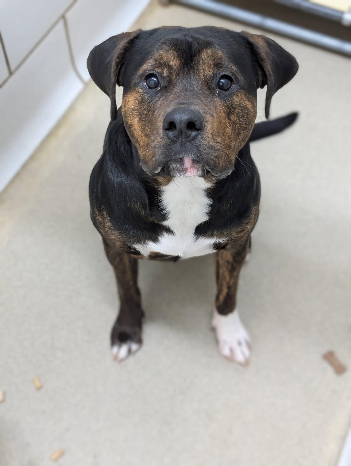 Tiger, an adopted mixed breed in Mount Vernon, OH image 2/2