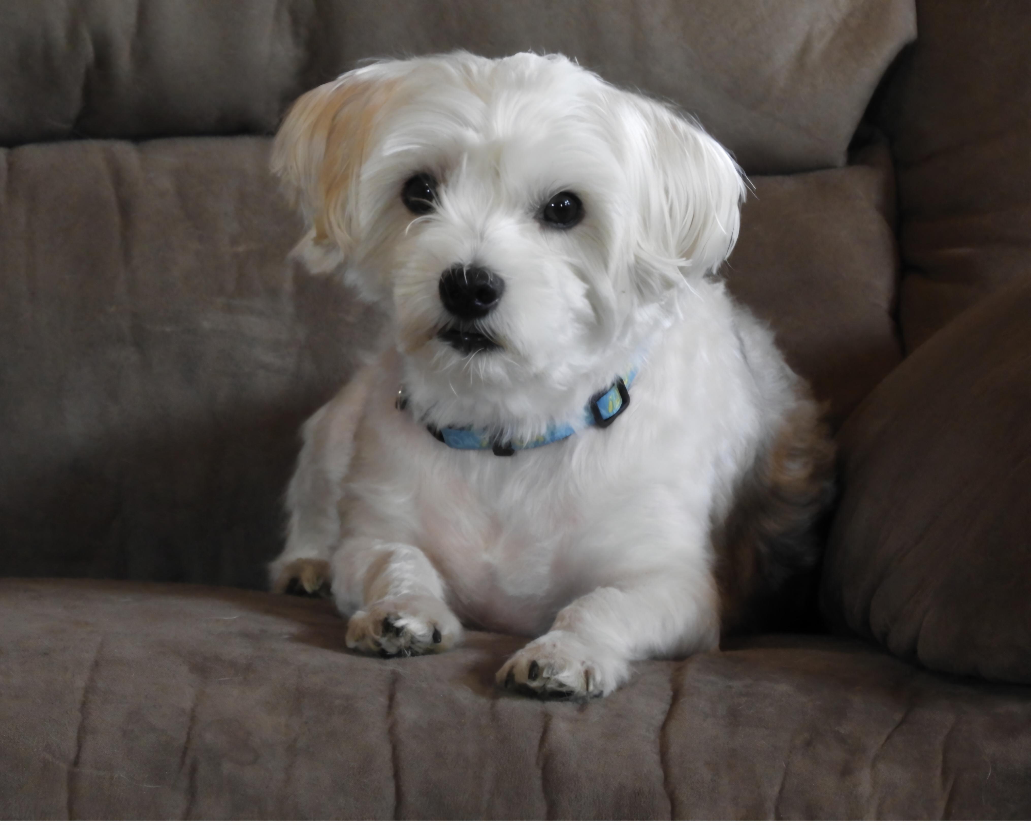 Enlarge Buster, an adopted Maltese in North Haverhill, NH image 1/4