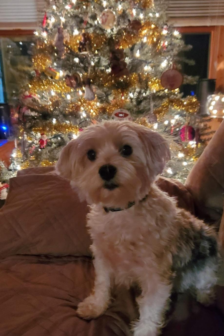 Enlarge Buster, an adopted Maltese in North Haverhill, NH image 4/4