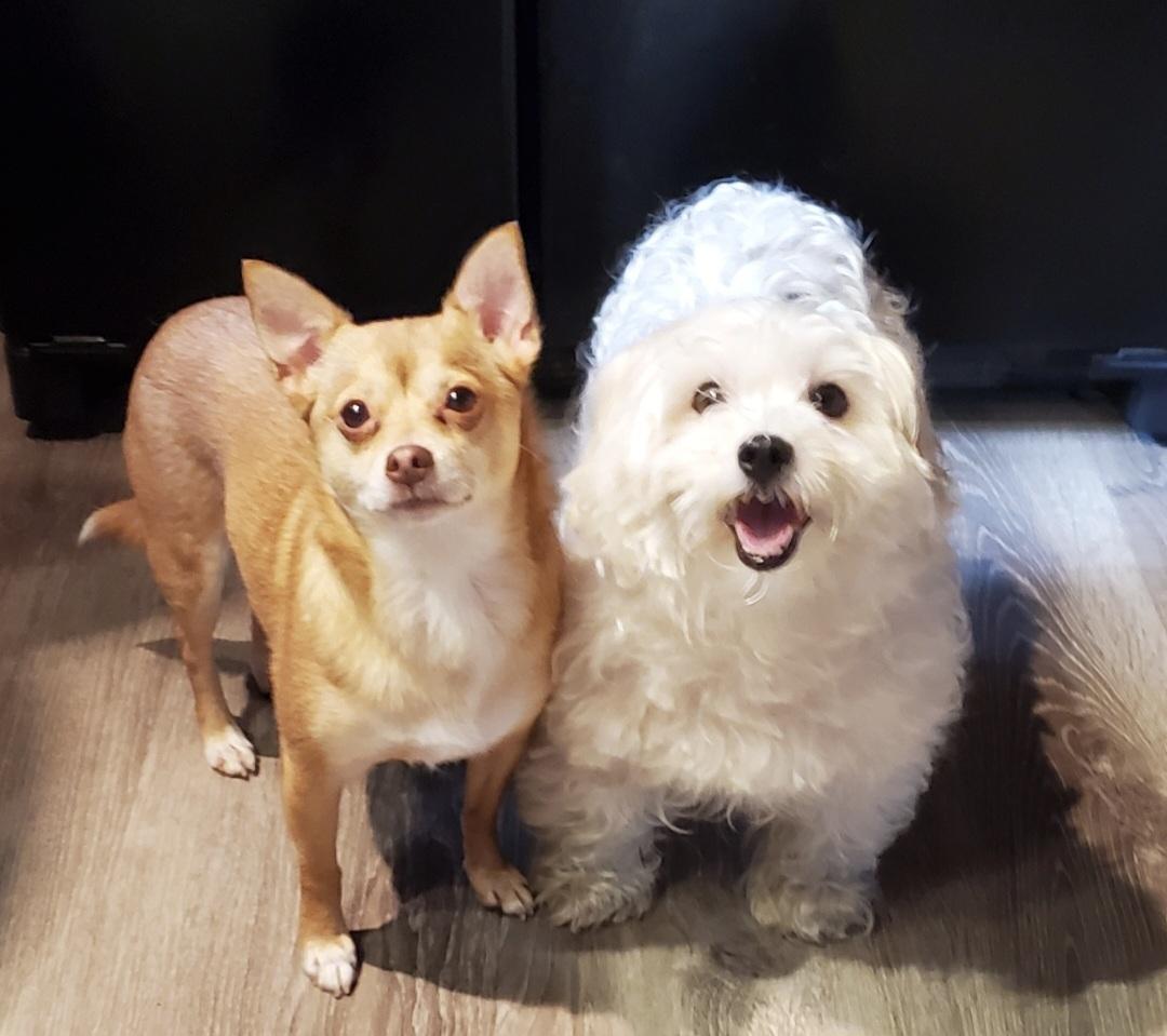 Enlarge Buster, an adopted Maltese in North Haverhill, NH image 3/4