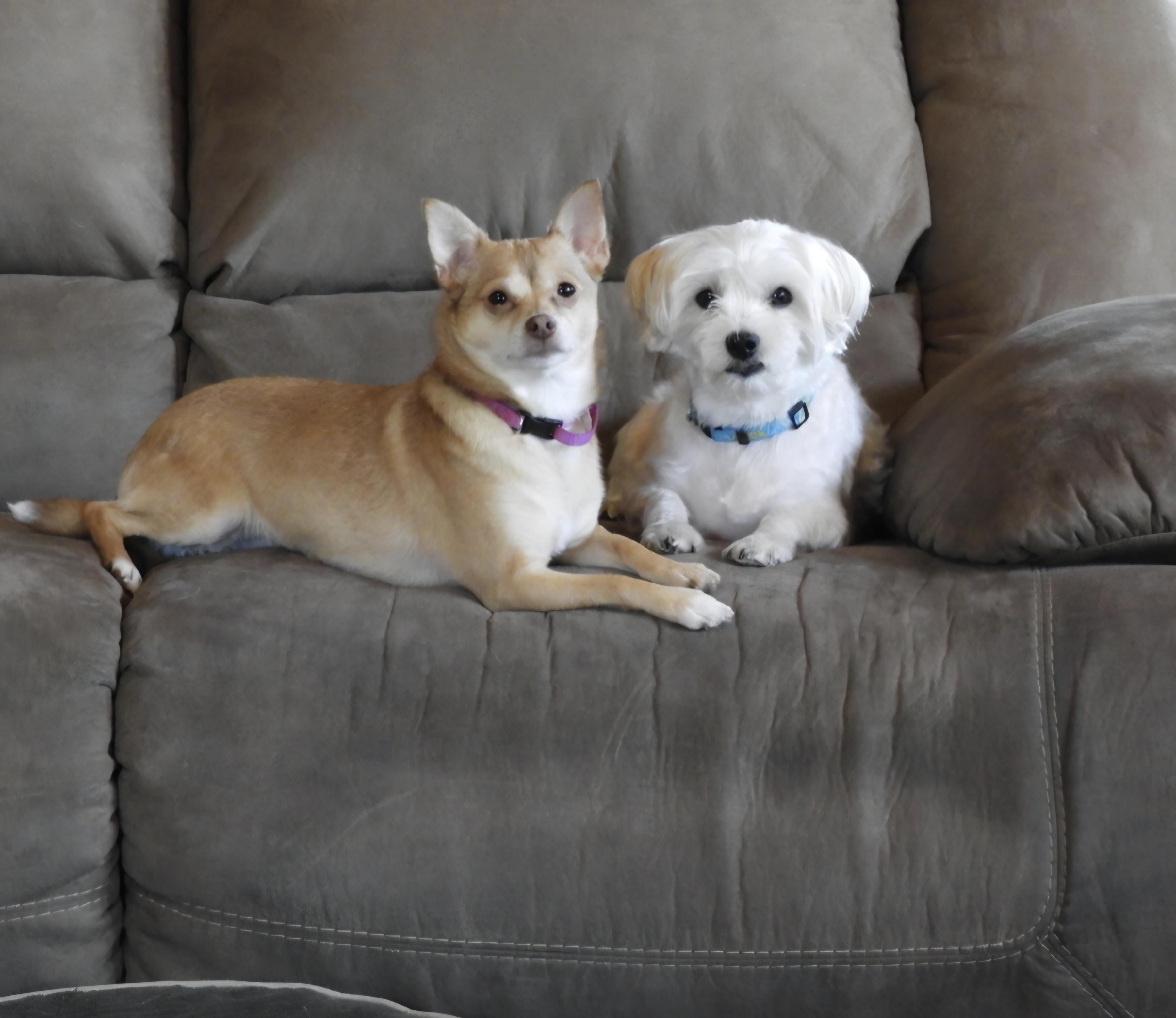 Enlarge Buster, an adopted Maltese in North Haverhill, NH image 2/4