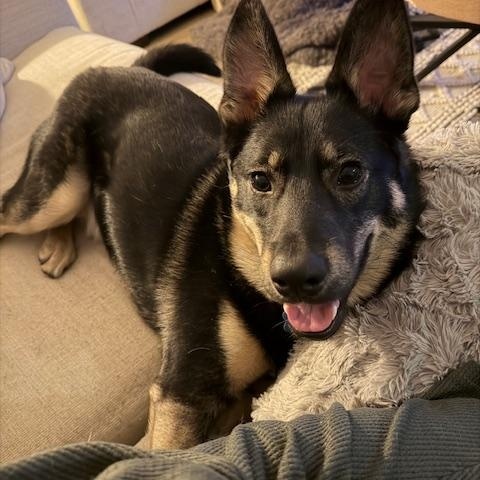 Enlarge Sage, a Adoptable mixed breed in Aurora, IL image 1/5