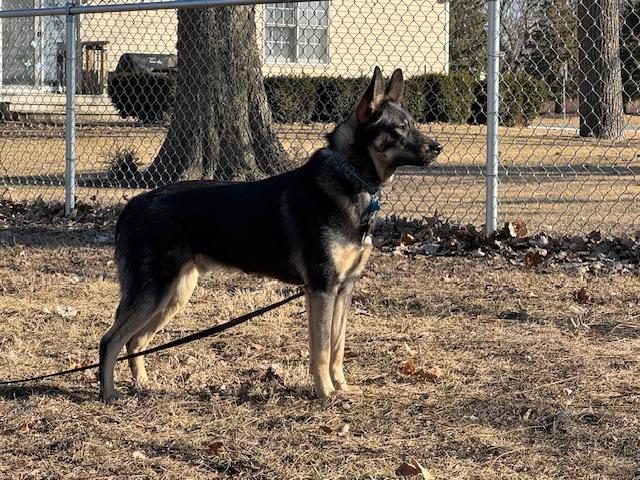 Enlarge Sage, a Adoptable mixed breed in Aurora, IL image 5/5