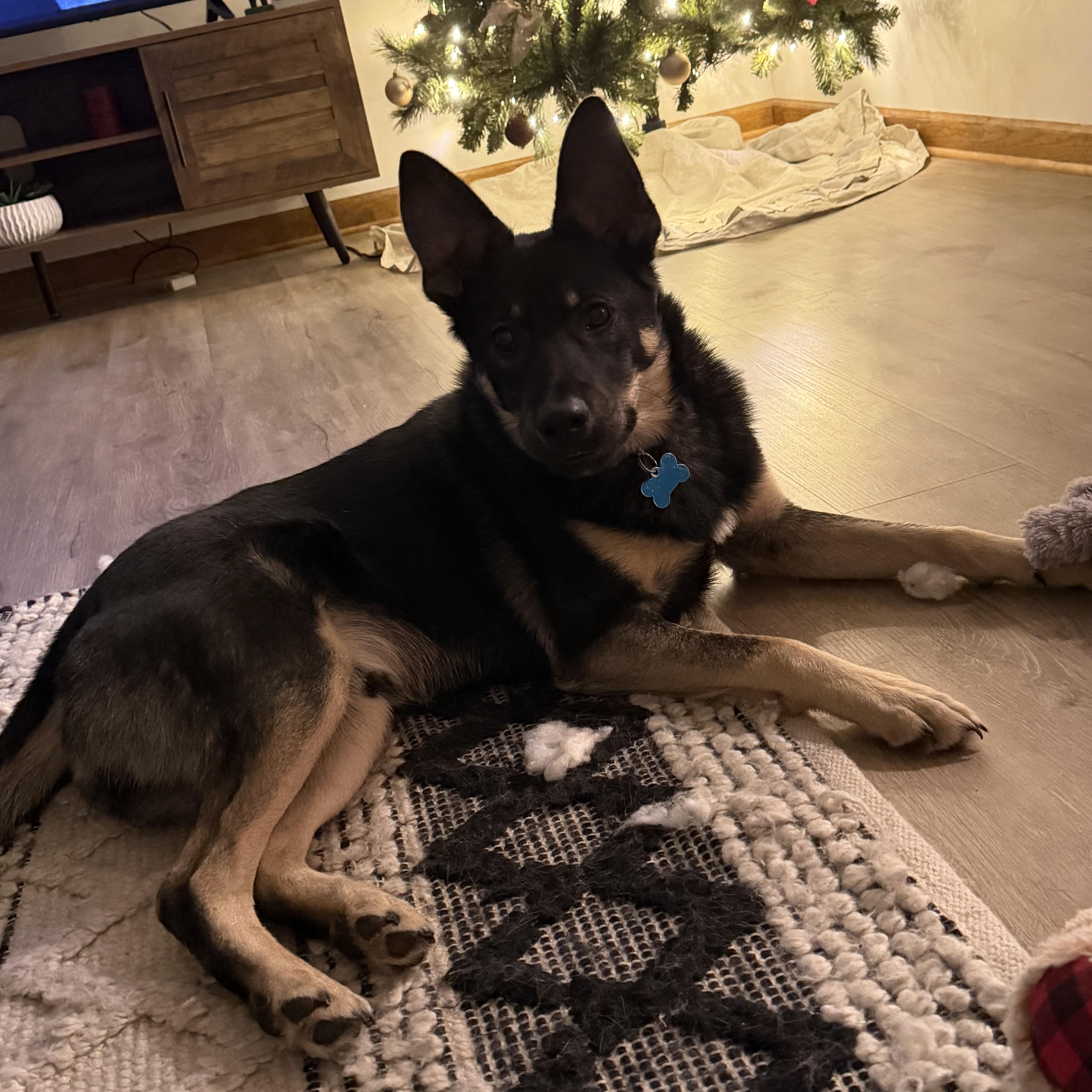 Enlarge Sage, a Adoptable mixed breed in Aurora, IL image 3/5