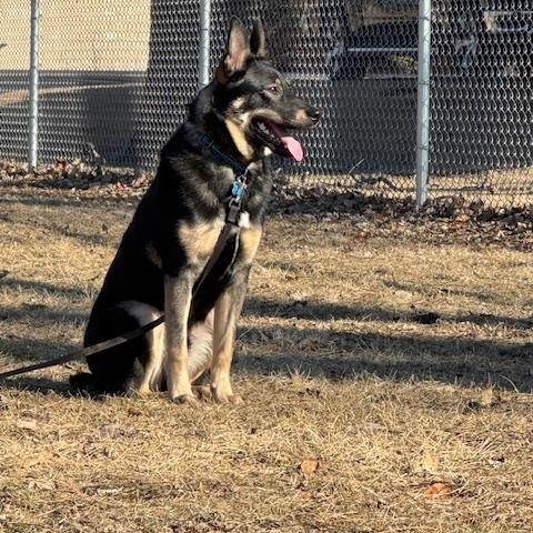 Enlarge Sage, a Adoptable mixed breed in Aurora, IL image 4/5