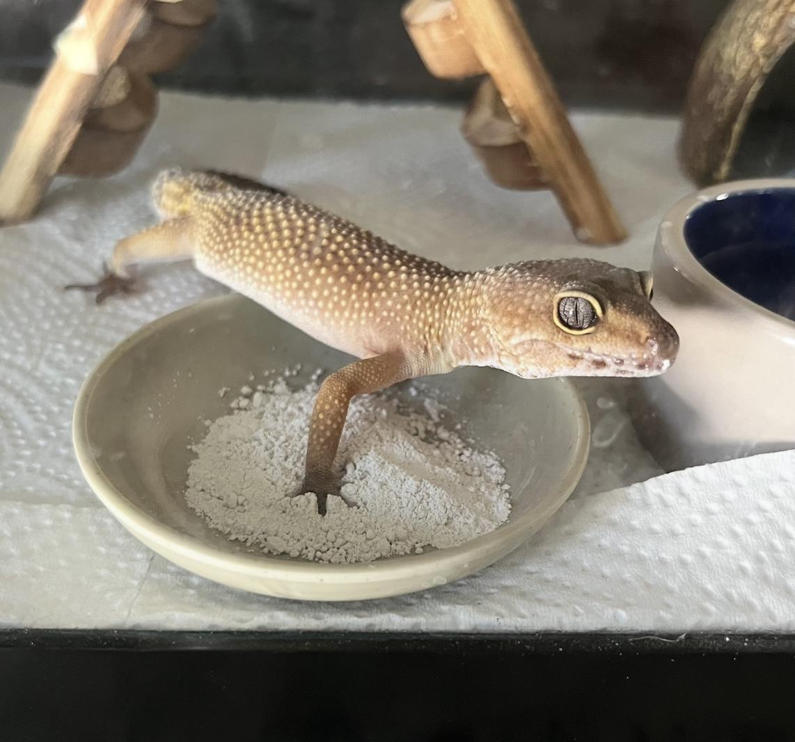 Yoshi photo 2
