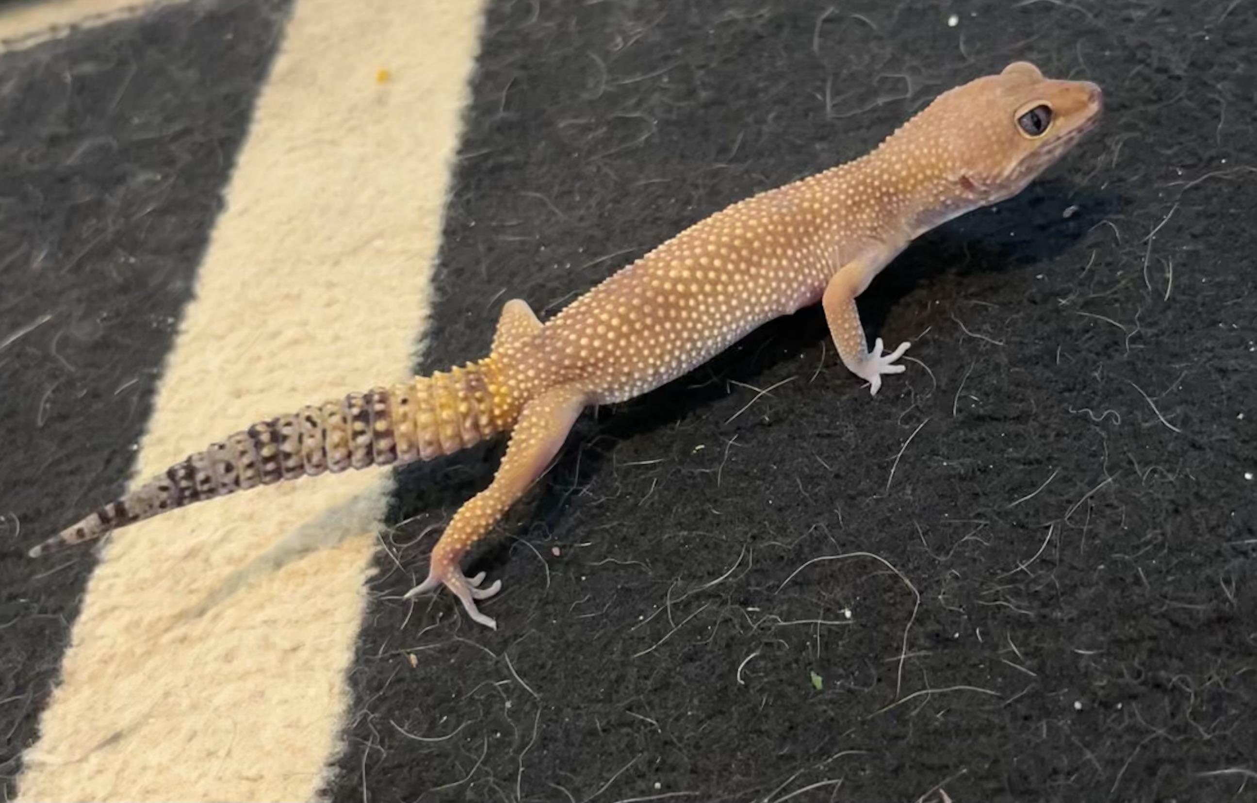 Yoshi photo 6