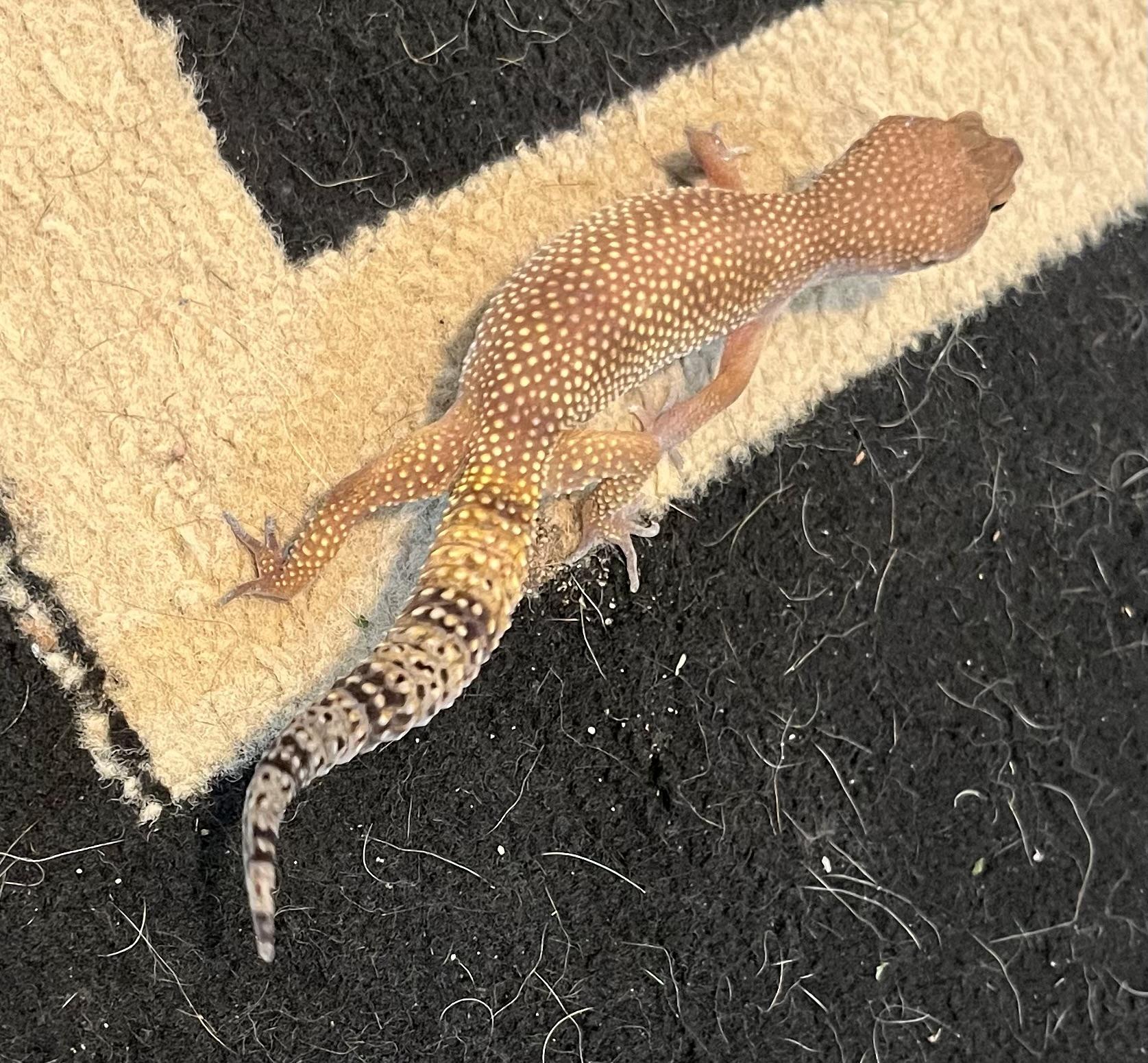 Yoshi photo 4