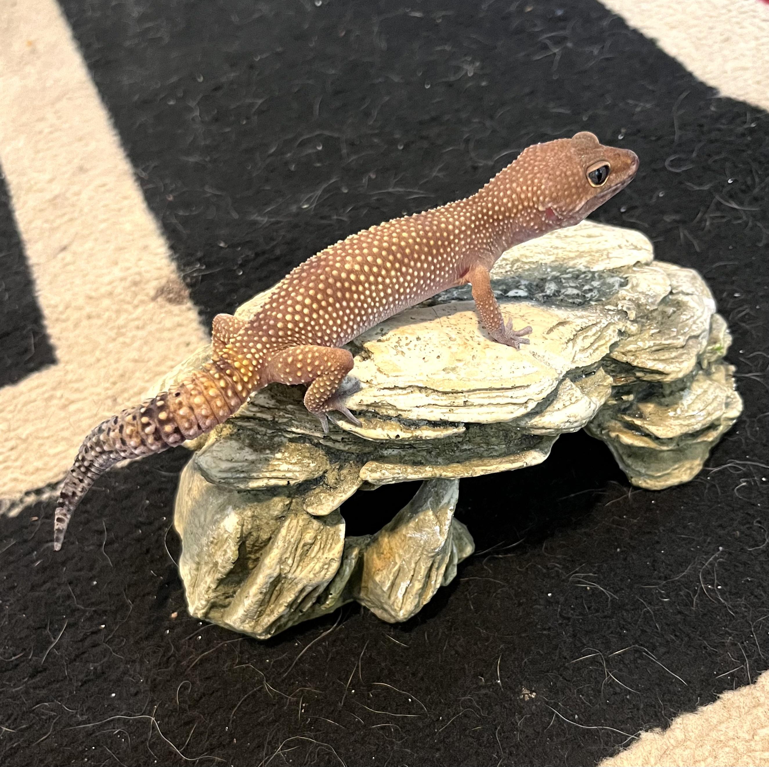 Yoshi, Adult Female unknown