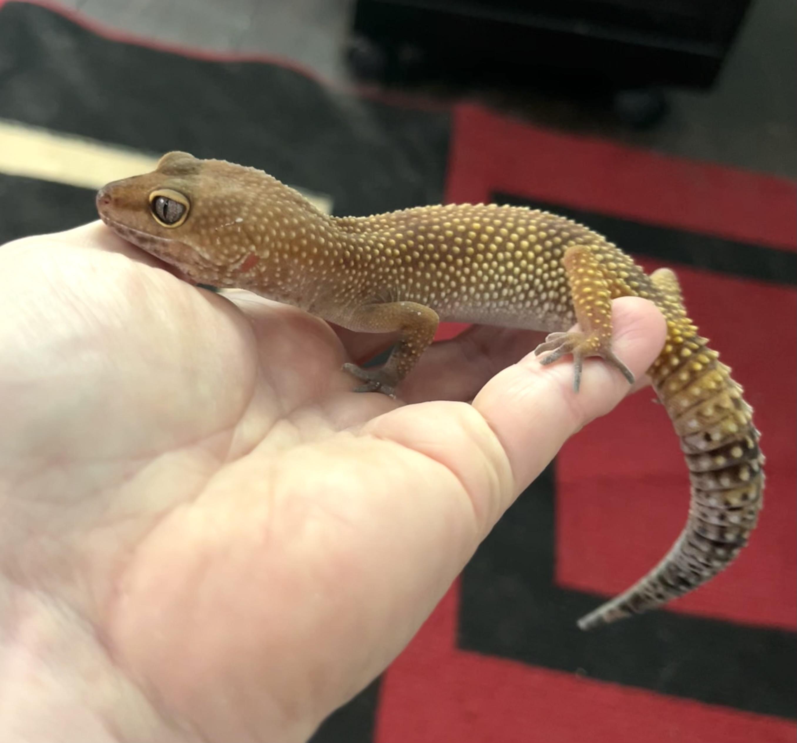 Yoshi photo 5