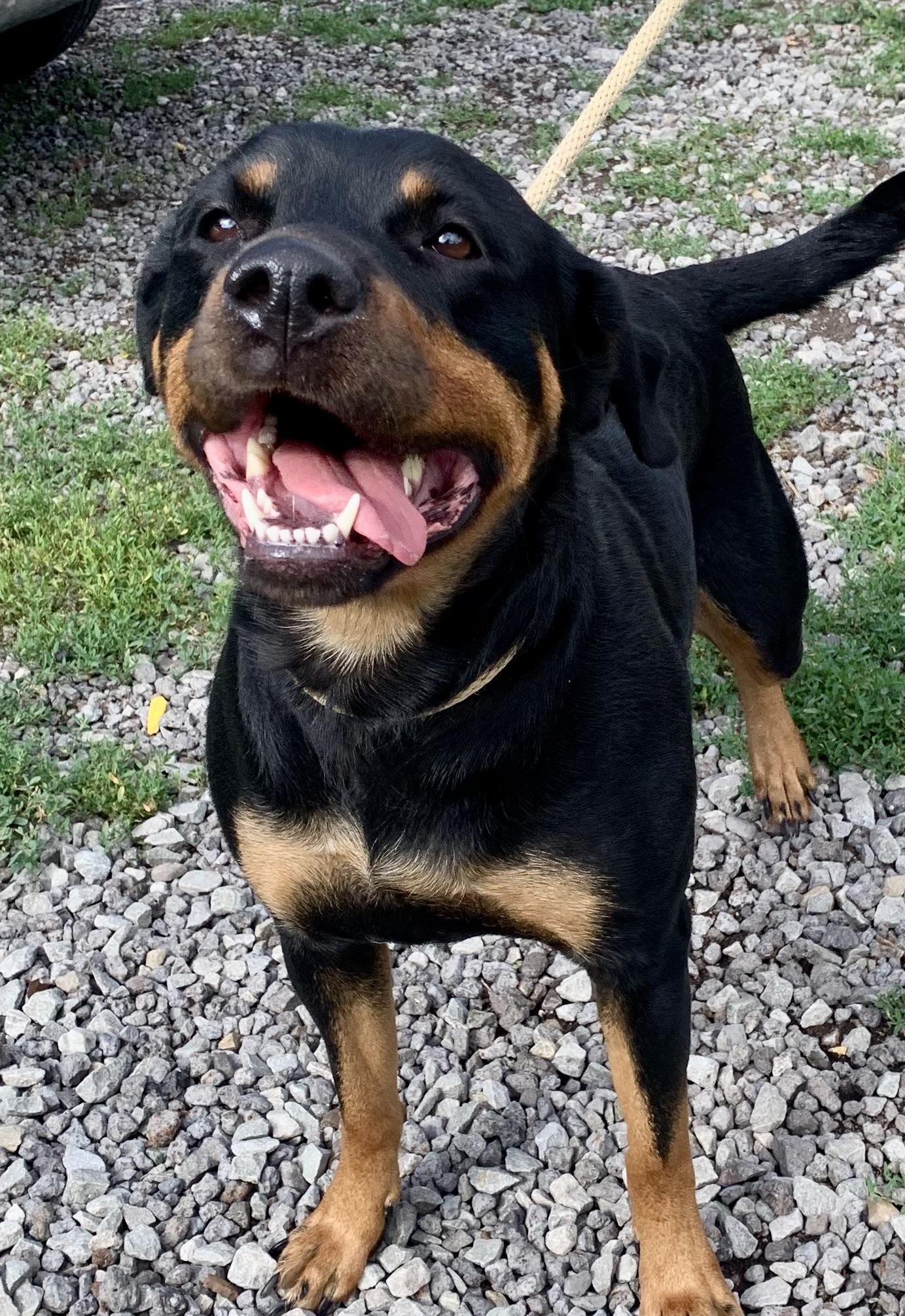 Dakota, an adopted mixed breed in McKeesport, PA image 2/5
