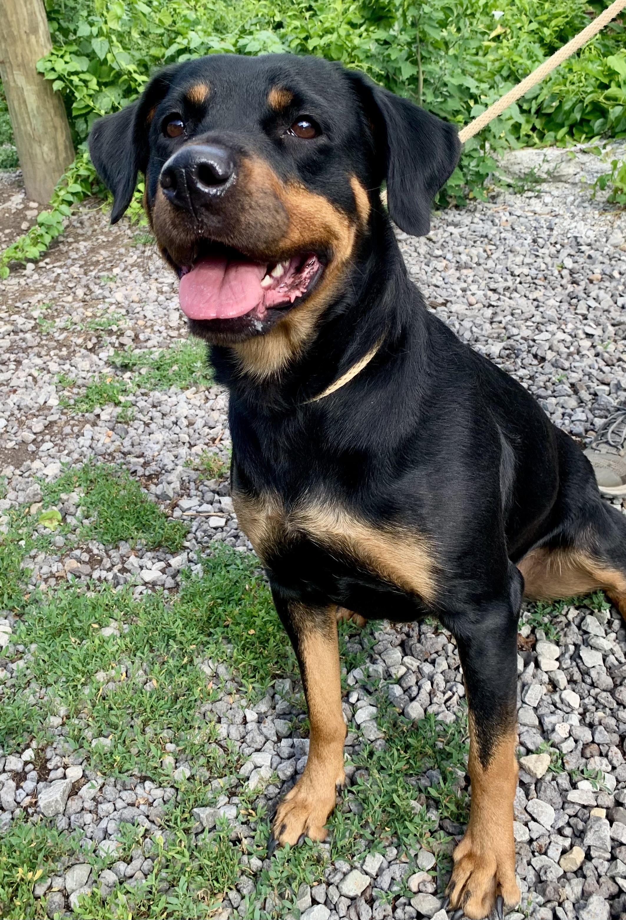 Dakota, an adopted mixed breed in McKeesport, PA image 1/5