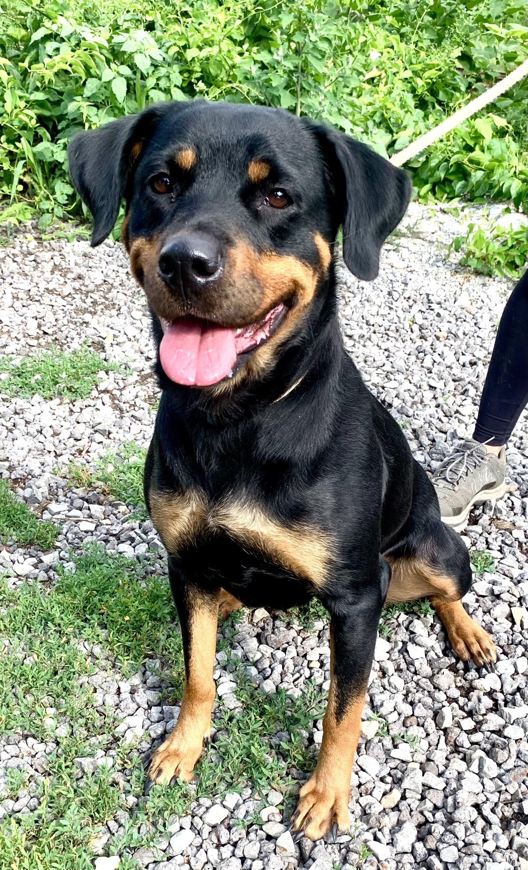 Dakota, an adopted mixed breed in McKeesport, PA image 5/5