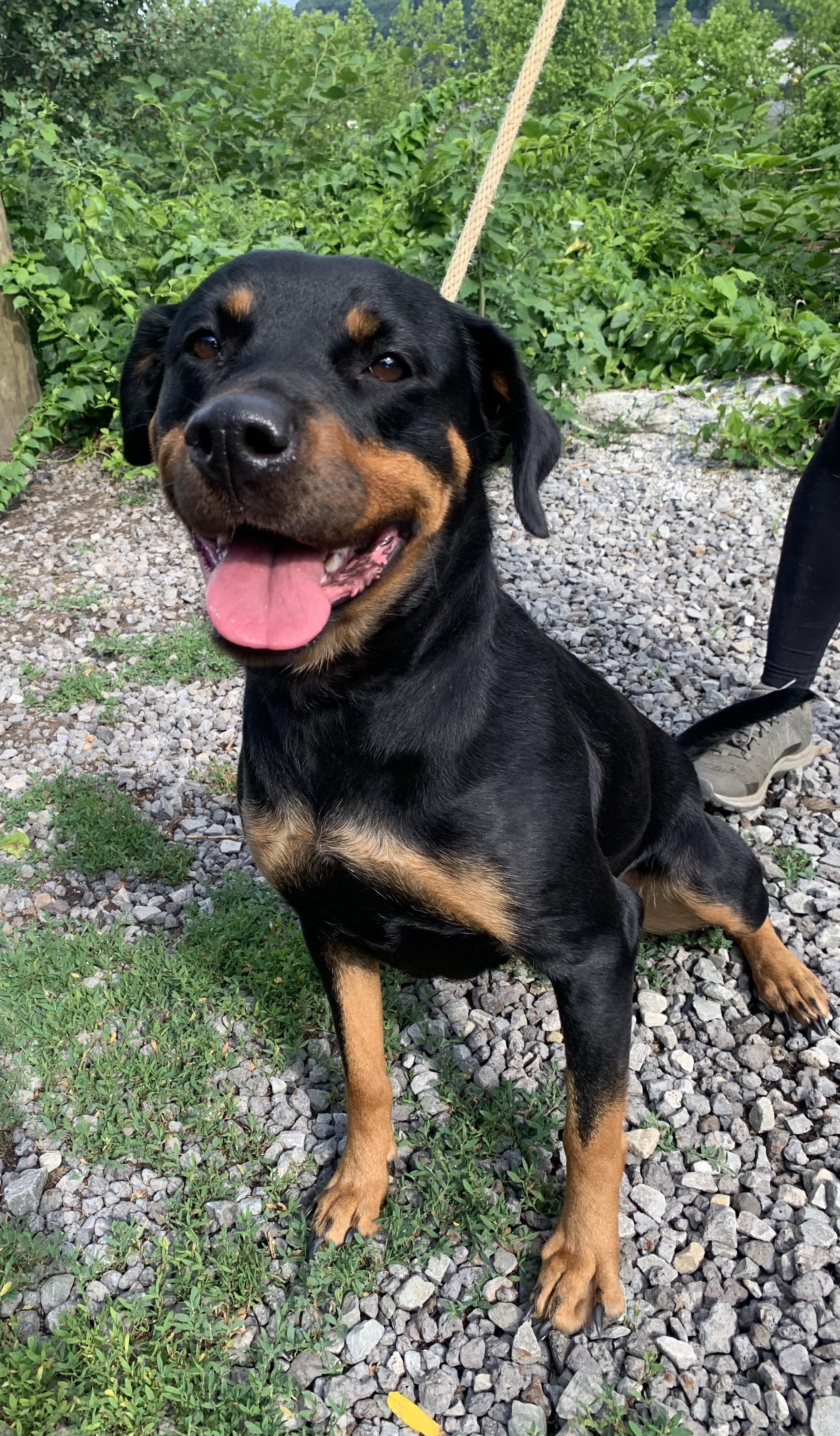 Dakota, an adopted mixed breed in McKeesport, PA image 4/5