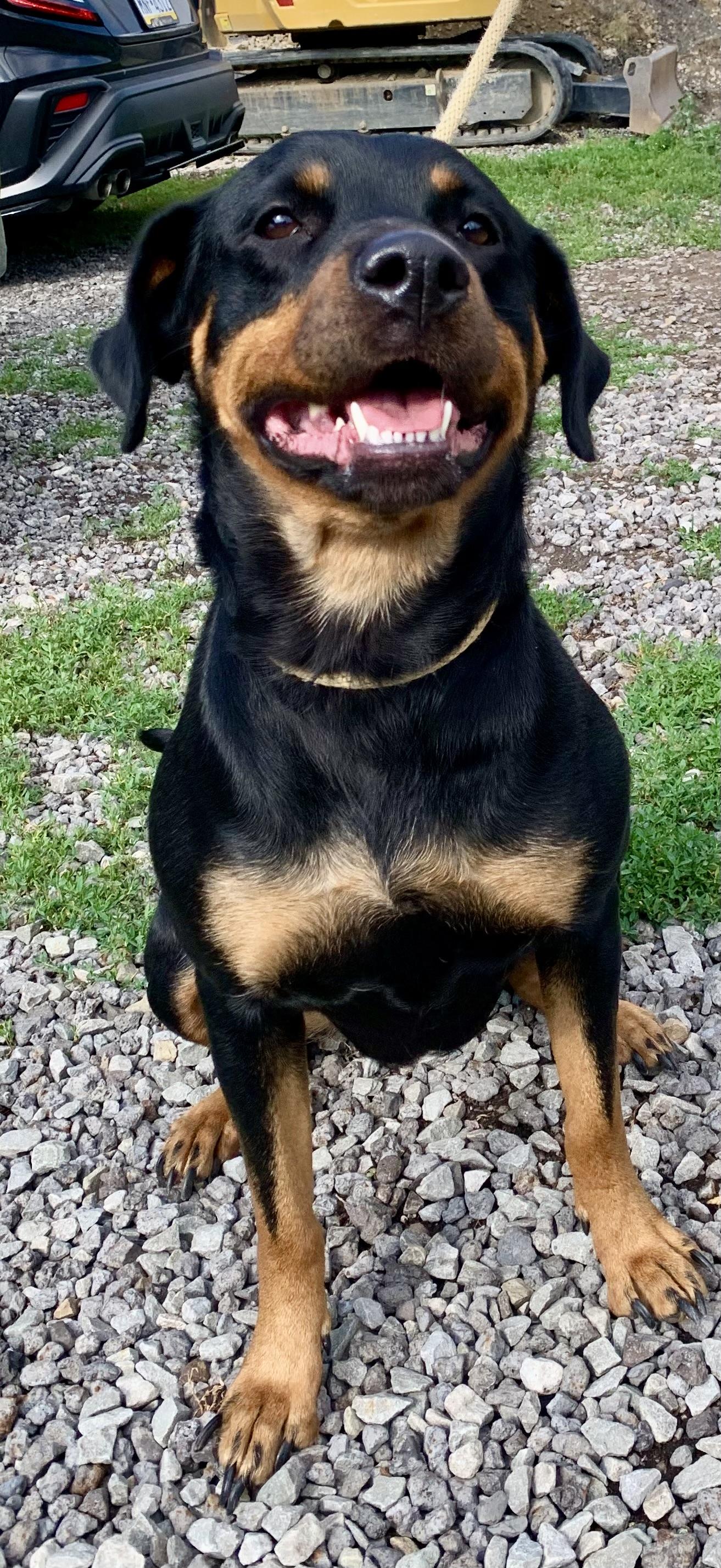 Dakota, an adopted mixed breed in McKeesport, PA image 3/5