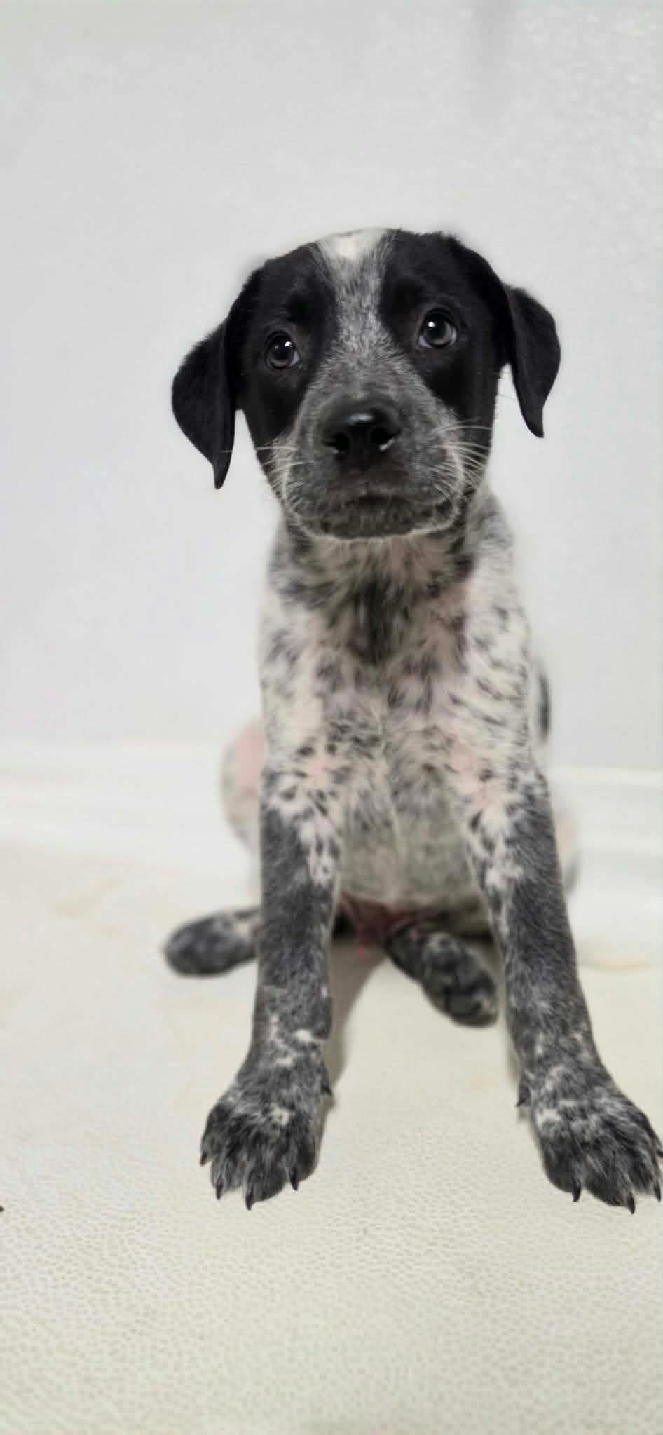 Enlarge Wesley, a Adoptable Mixed Breed in Argyle, NY image 2/2