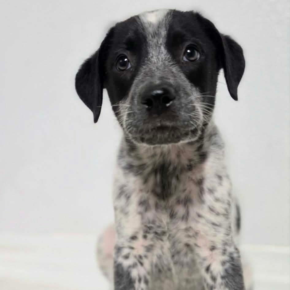Enlarge Wesley, a Adoptable Mixed Breed in Argyle, NY image 1/2