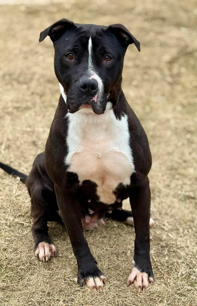 Sweet Shadow - LOCAL, Adoptable, Adult Female Pit Bull Terrier.