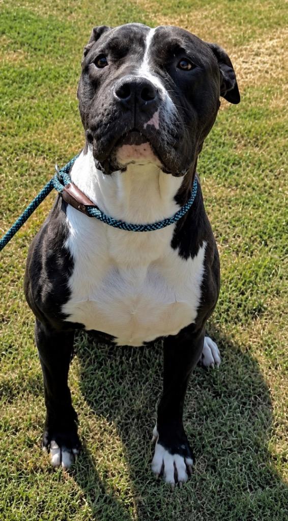 Sweet Shadow - LOCAL, a Adoptable mixed breed in Princeton, MA image 3/6