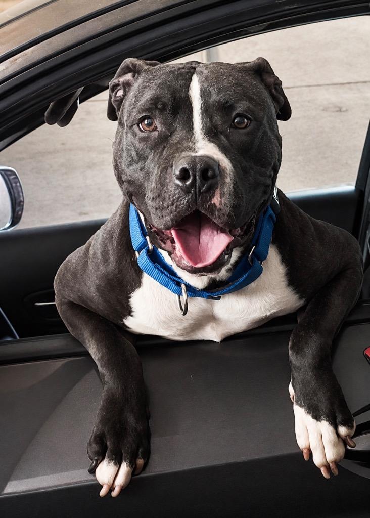 Sweet Shadow - LOCAL, a Adoptable mixed breed in Princeton, MA image 4/6