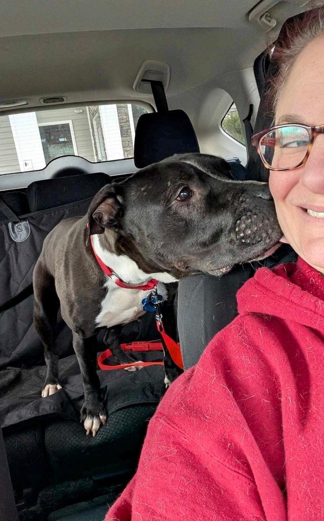 Sweet Shadow - LOCAL, a Adoptable mixed breed in Princeton, MA image 5/6