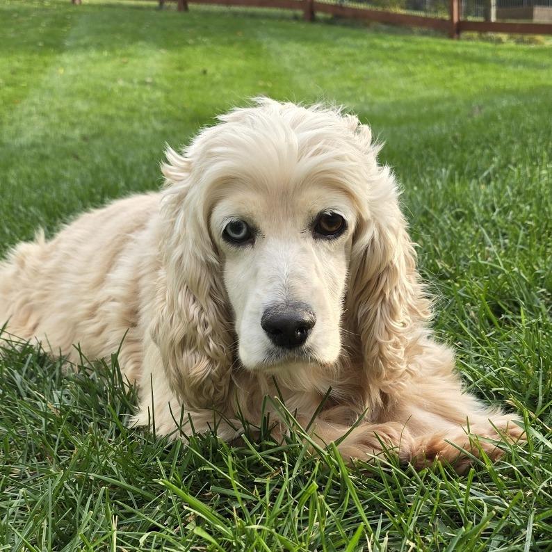 Autumn, Adoptable, Senior Female Cocker Spaniel.
