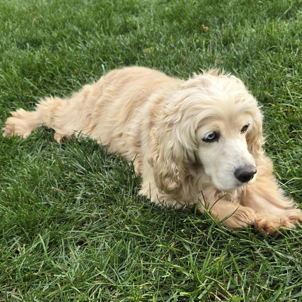 Enlarge Autumn, a Adoptable Cocker Spaniel in Cincinnati, OH image 2/6