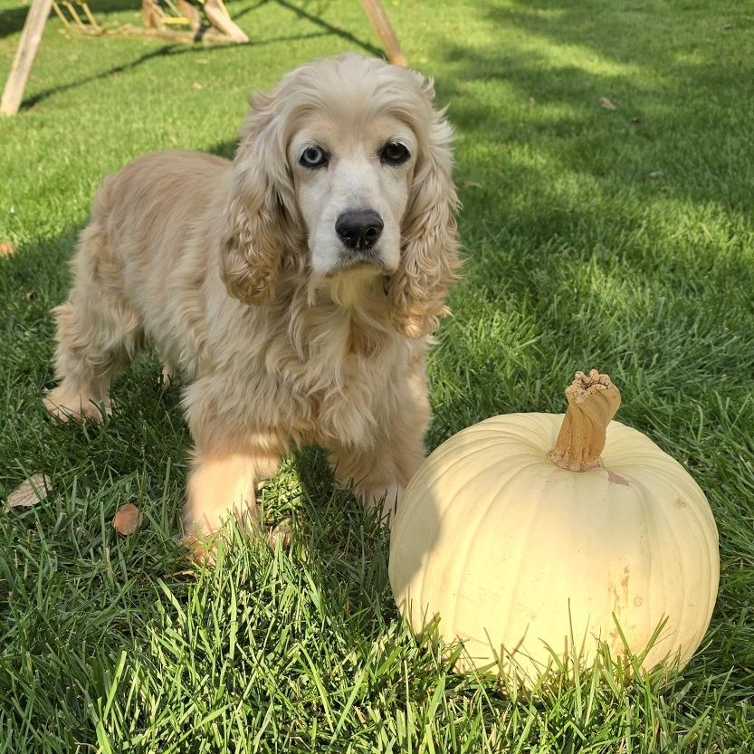 Enlarge Autumn, a Adoptable Cocker Spaniel in Cincinnati, OH image 5/6