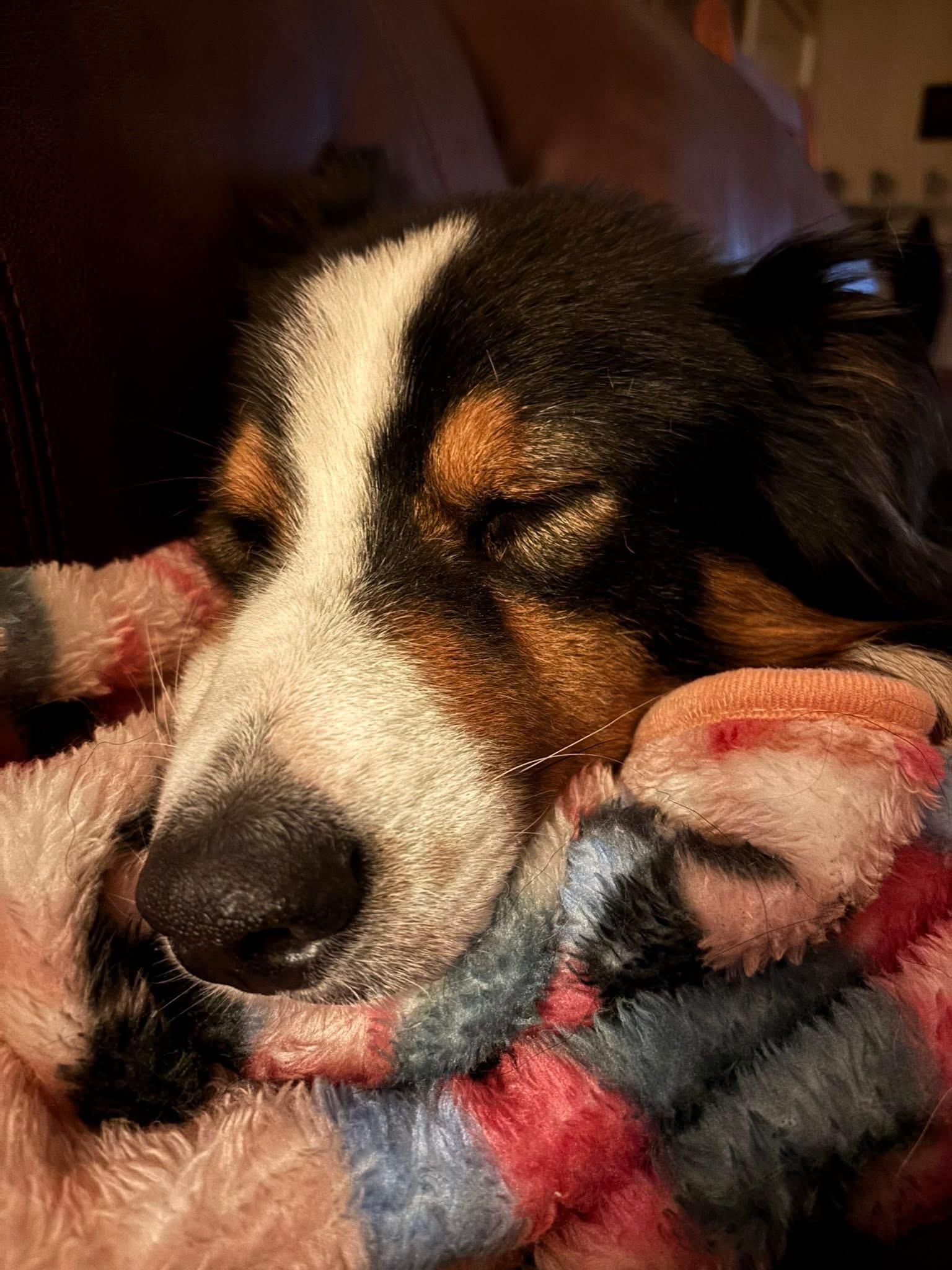 ARPH #14644 - Boots, a Adoptable Australian Shepherd in Bryan, TX image 2/6