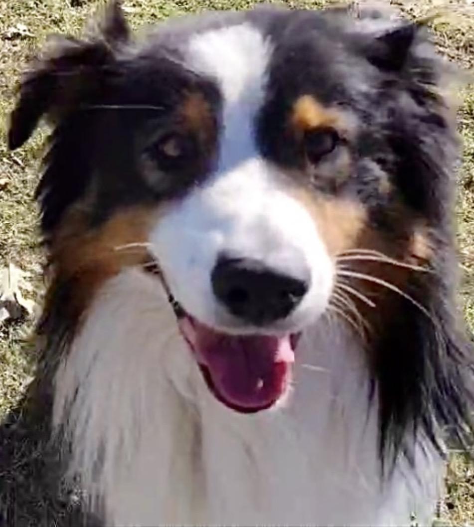ARPH #14644 - Boots, a Adoptable Australian Shepherd in Bryan, TX image 6/6