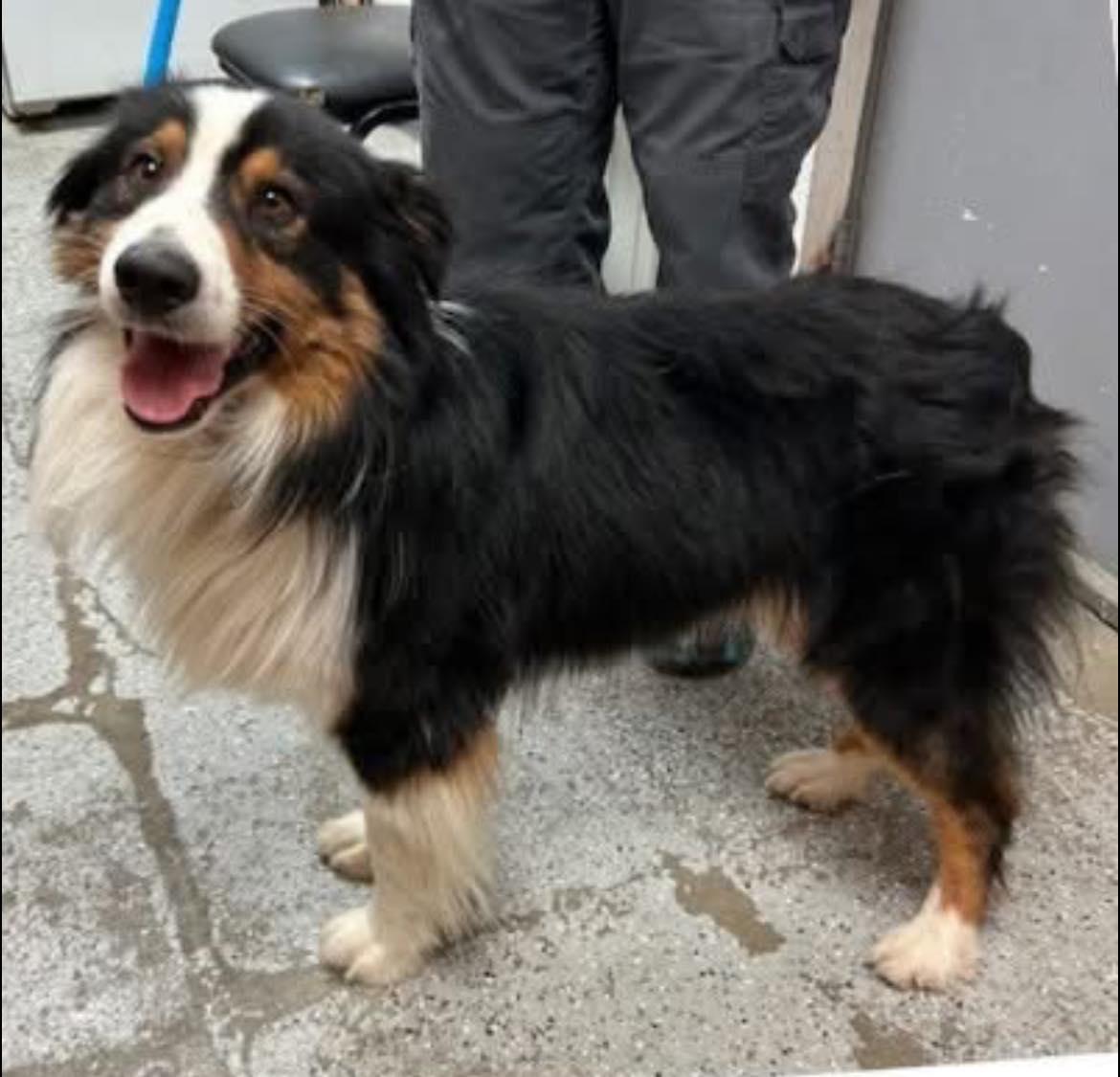 Enlarge ARPH #14644 - Boots, a Adoptable Australian Shepherd in Bryan, TX image 1/1