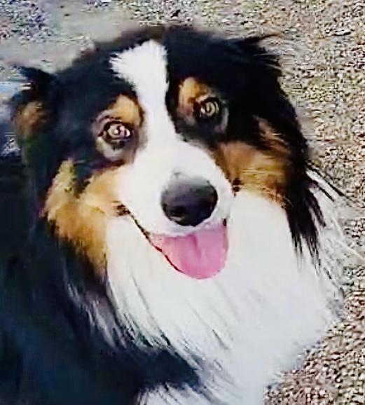 ARPH #14644 - Boots, a Adoptable Australian Shepherd in Bryan, TX image 5/6