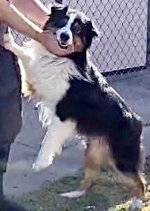 ARPH #14644 - Boots, a Adoptable Australian Shepherd in Bryan, TX image 4/6