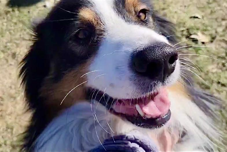 ARPH #14644 - Boots, a Adoptable Australian Shepherd in Bryan, TX image 3/6