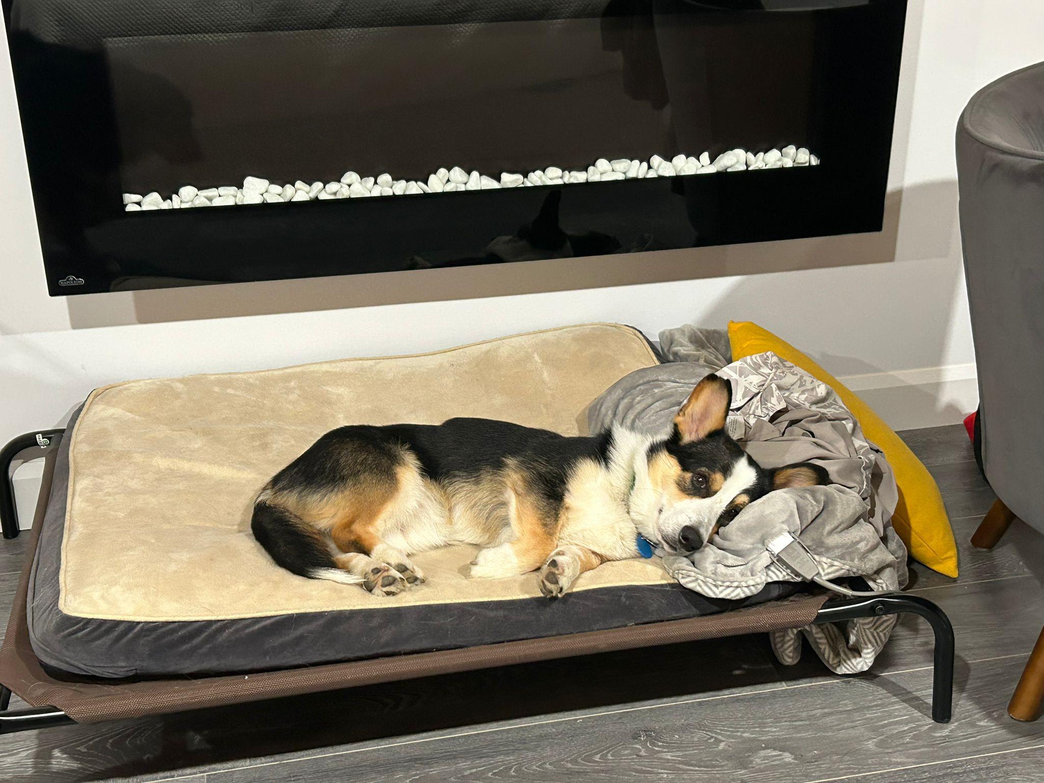 Enlarge Wisky, a ADOPTABLE Pembroke Welsh Corgi in Pointe-Claire, QC image 2/6