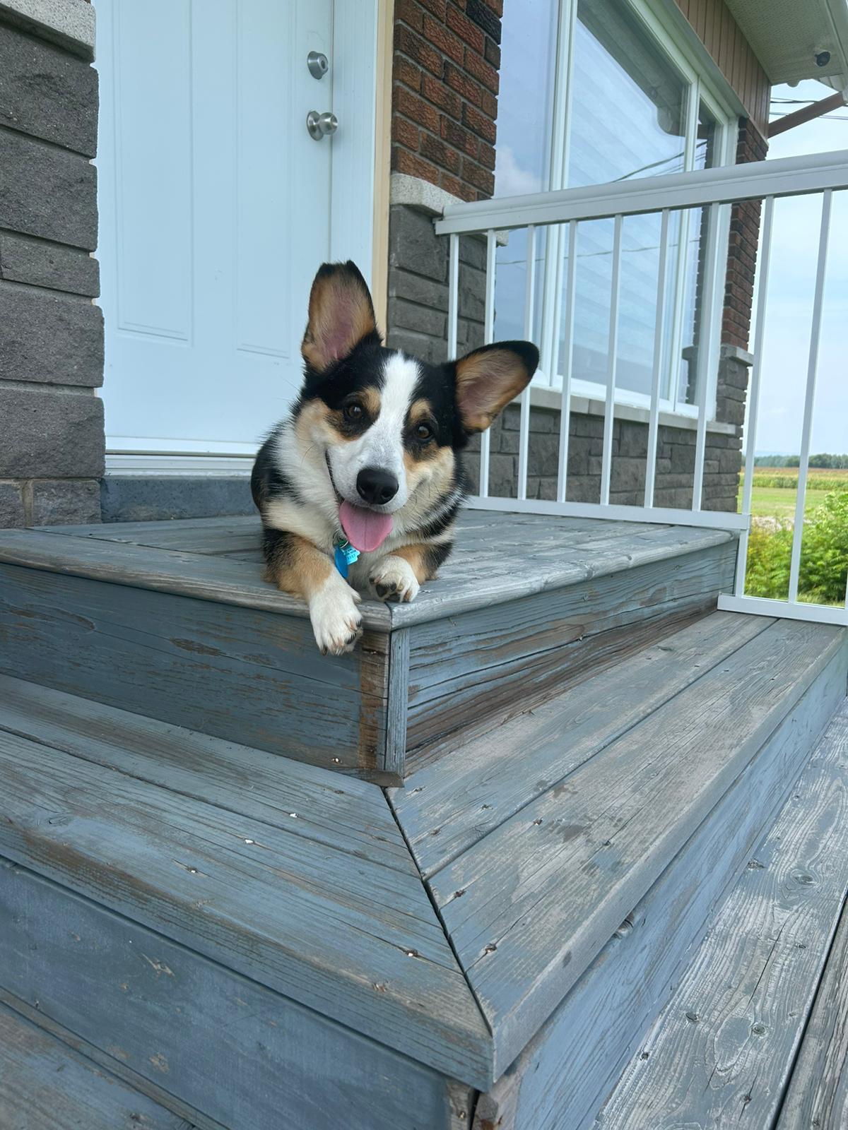 Enlarge Wisky, a ADOPTABLE Pembroke Welsh Corgi in Pointe-Claire, QC image 5/6
