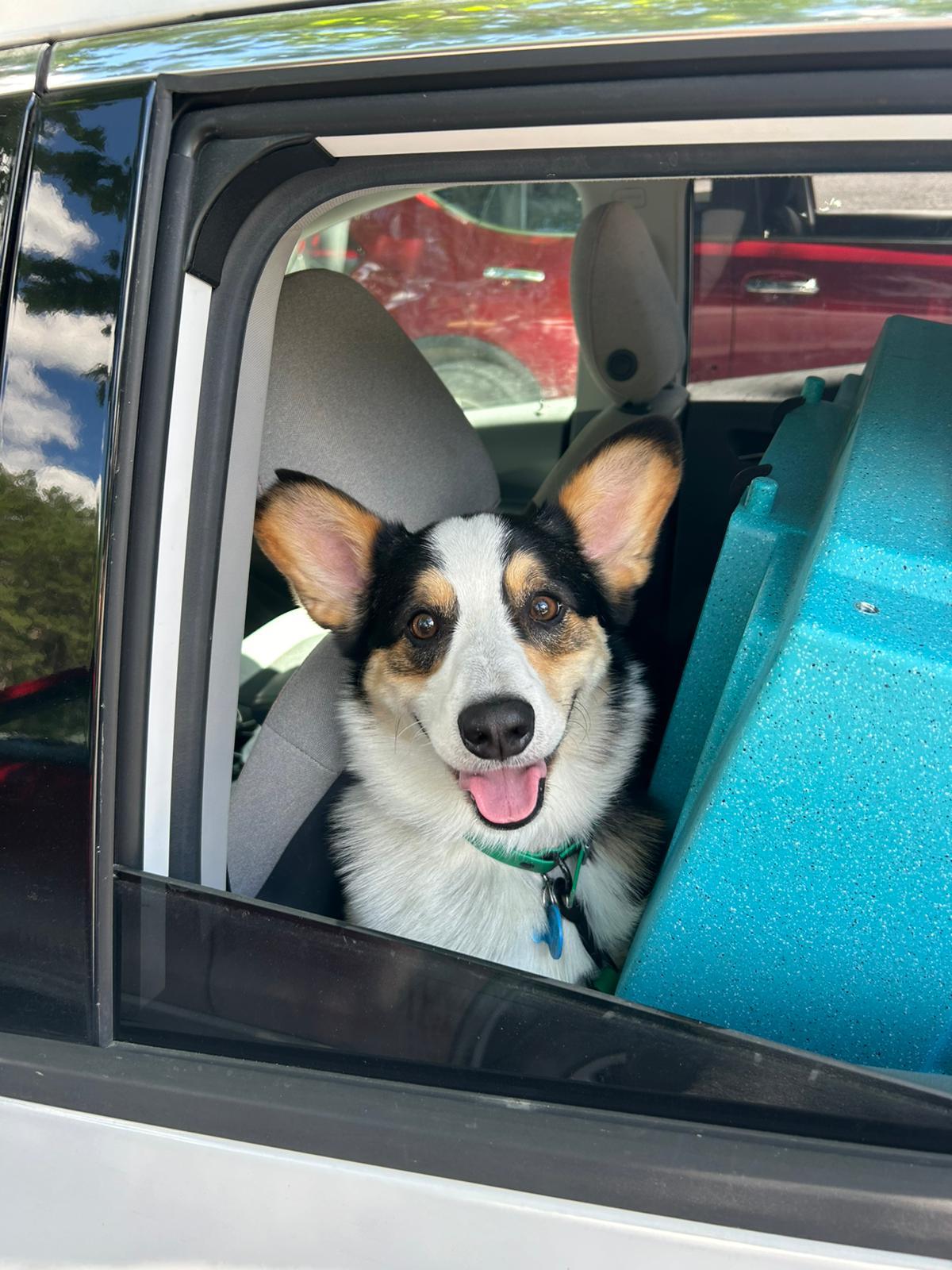 Enlarge Wisky, a ADOPTABLE Pembroke Welsh Corgi in Pointe-Claire, QC image 3/6