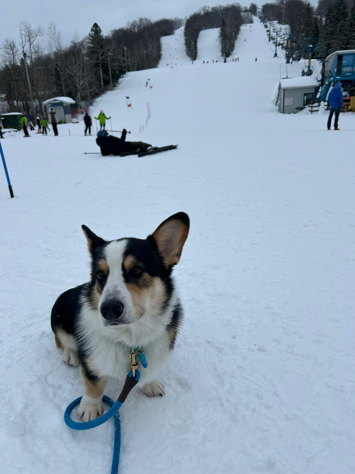 Enlarge Wisky, a ADOPTABLE Pembroke Welsh Corgi in Pointe-Claire, QC image 4/6