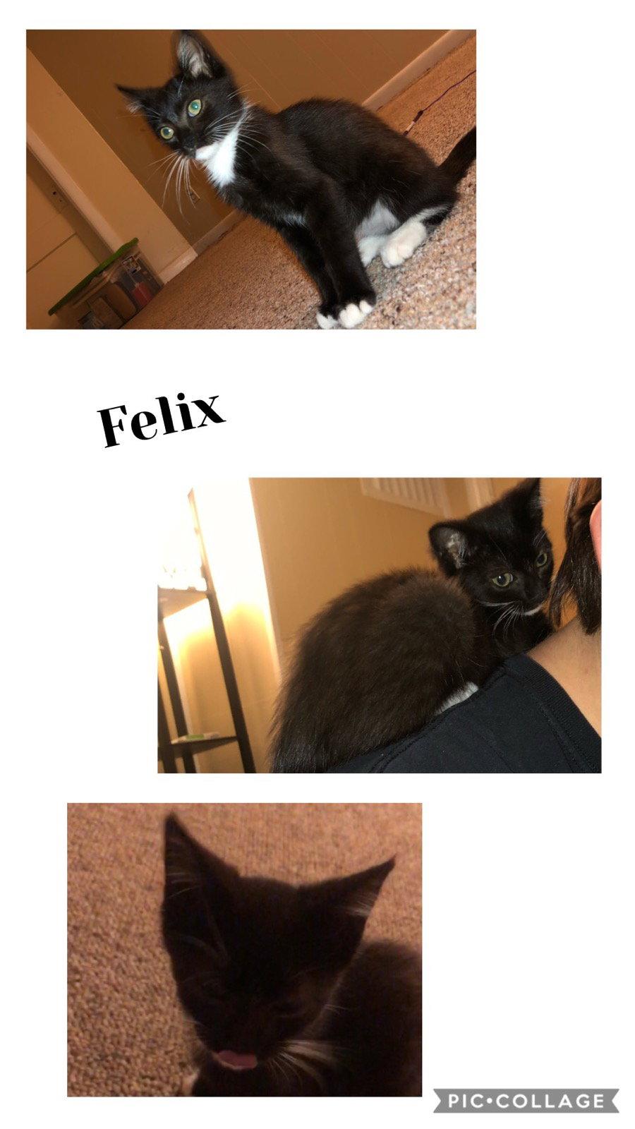 Felix, Adoptable, Kitten Male Domestic Short Hair.