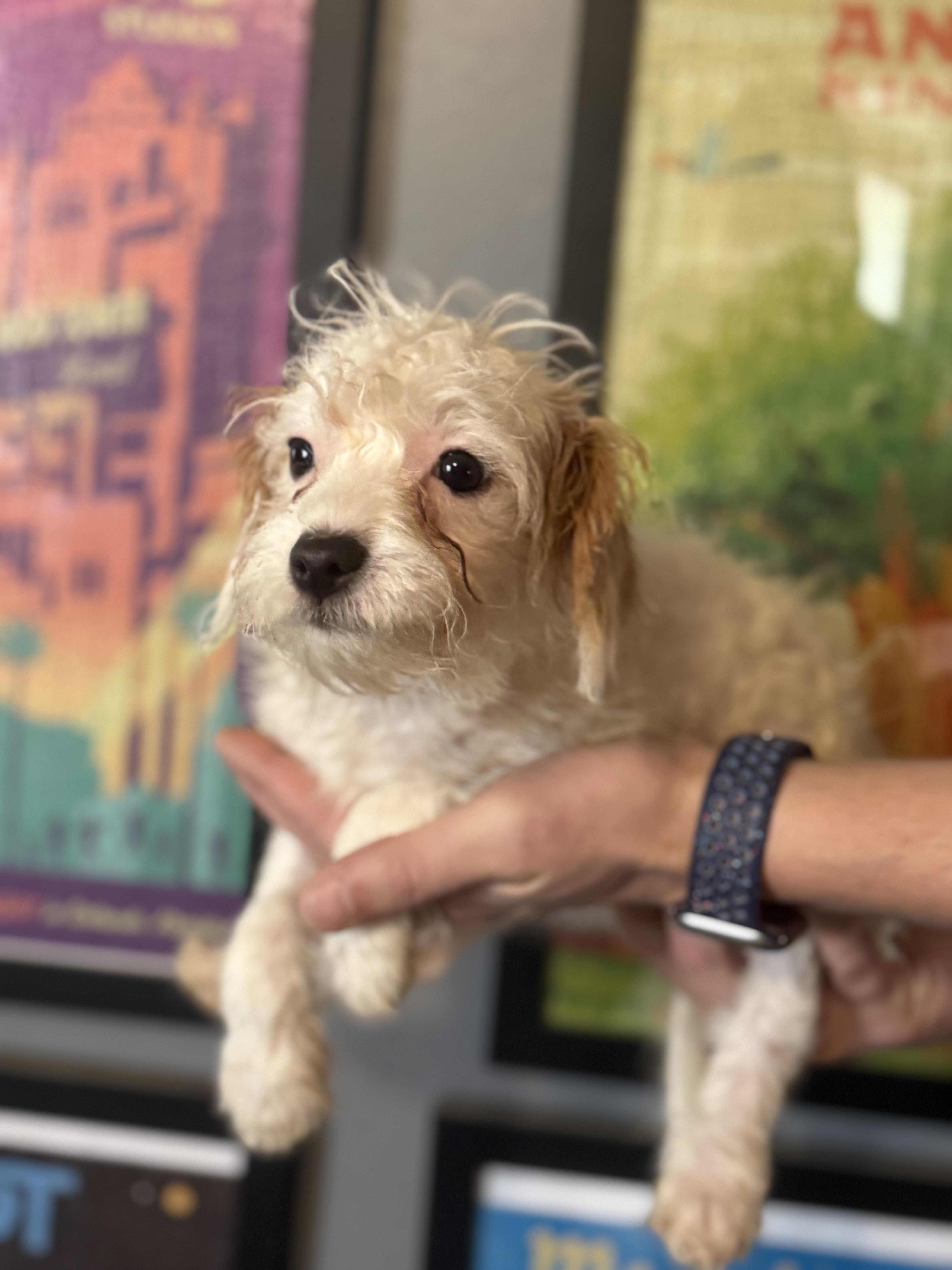 Enlarge Anne! Sweet teensy girl! , an adopted mixed breed in RUSSIAVILLE, IN image 2/4