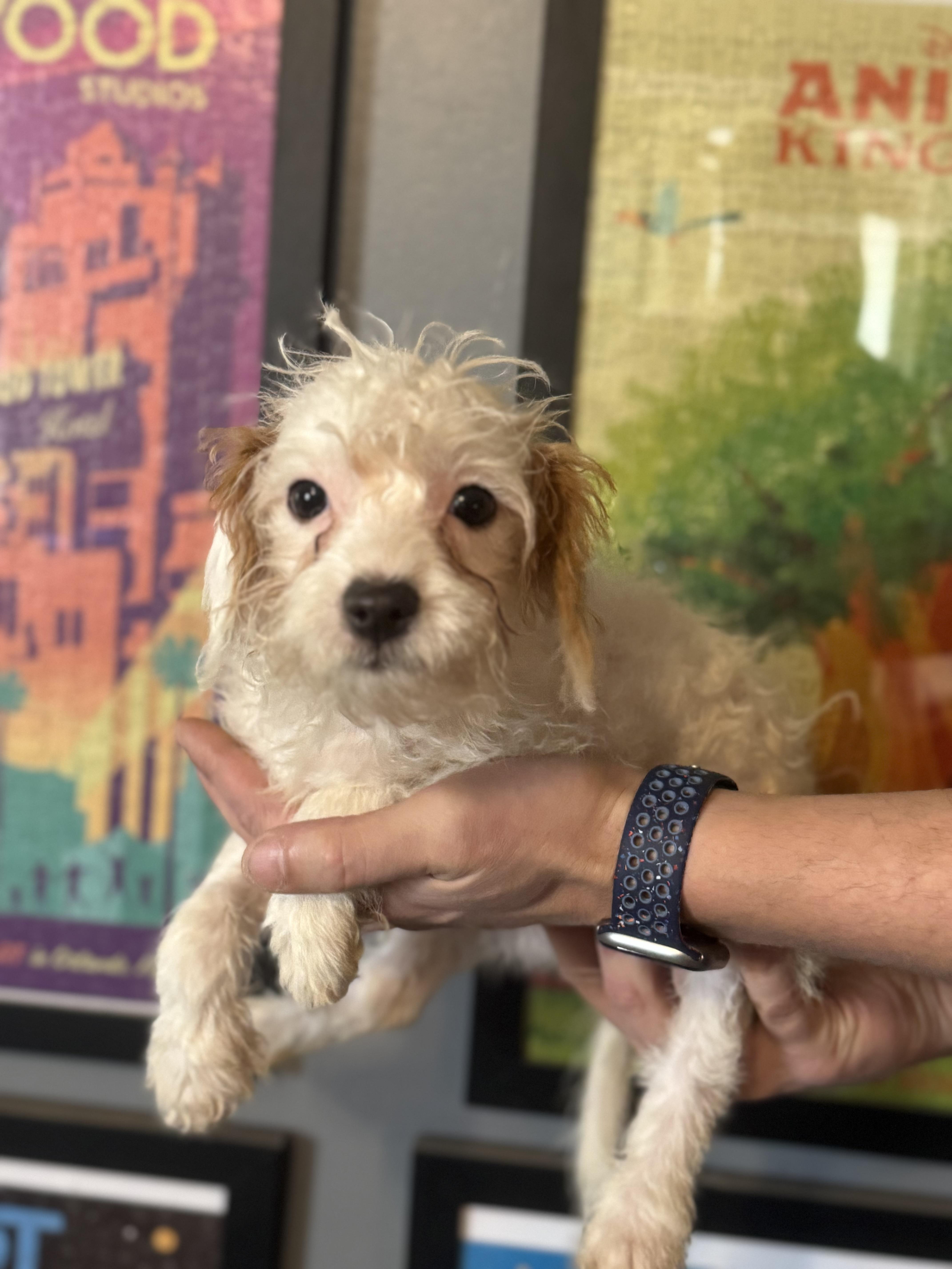 Enlarge Anne! Sweet teensy girl! , an adopted mixed breed in RUSSIAVILLE, IN image 3/4