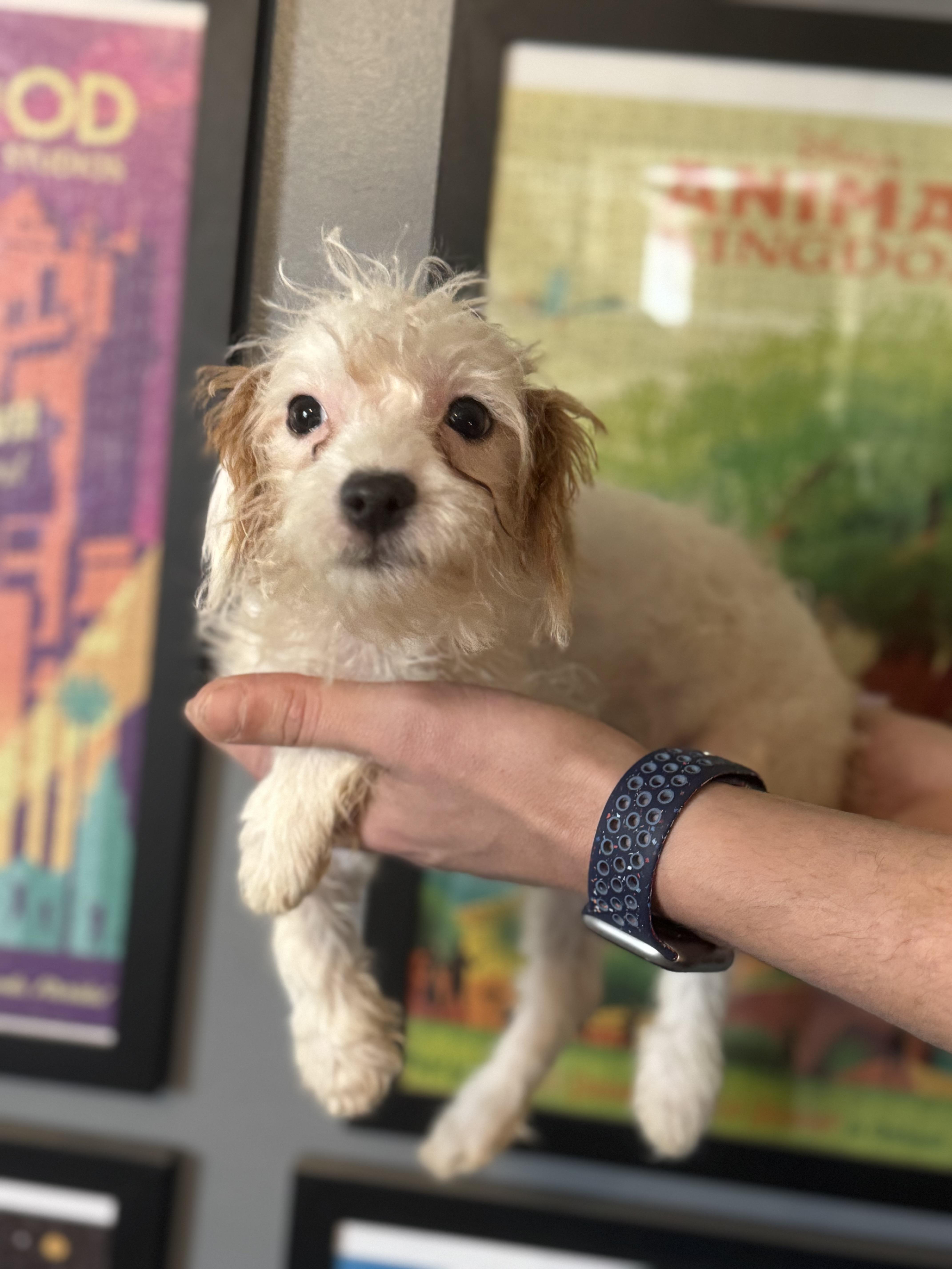 Enlarge Anne! Sweet teensy girl! , an adopted mixed breed in RUSSIAVILLE, IN image 1/4