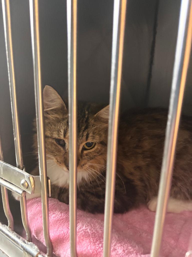Purrla, Adoptable, Kitten Female Domestic Medium Hair.