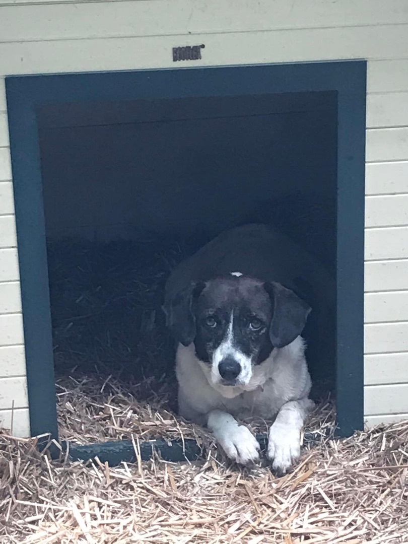 Bonnie, a Adoptable mixed breed in Grandy, NC image 1/8