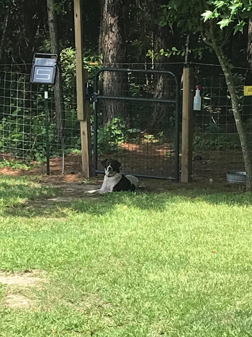 Bonnie, a Adoptable mixed breed in Grandy, NC image 2/8