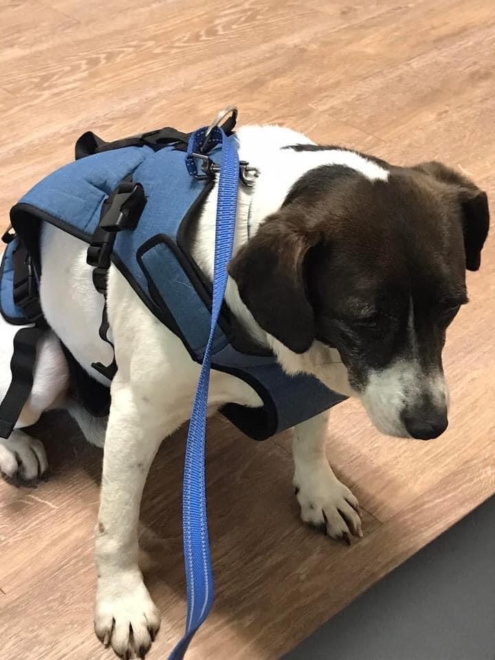 Bonnie, a Adoptable mixed breed in Grandy, NC image 3/8