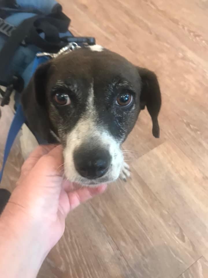 Bonnie, a Adoptable mixed breed in Grandy, NC image 4/8