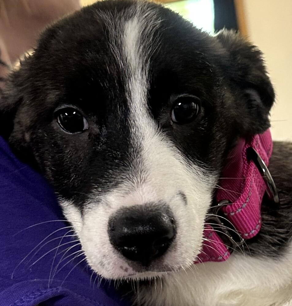 Amelia Pink Collar, Adoptable, Puppy Female Australian Shepherd.